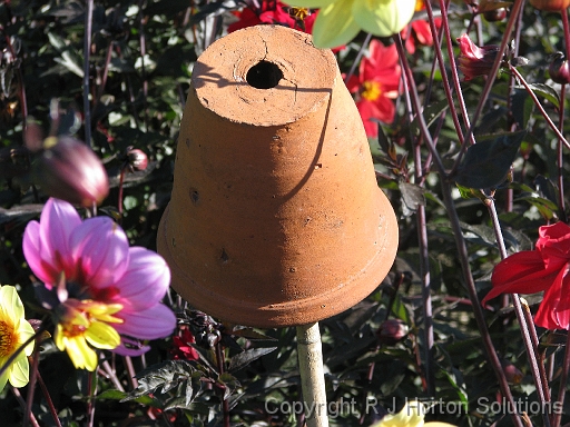 Earwig Trap
